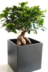 Blumen und Pflanzentransport in Hamburg Bonsai Baum im Garten